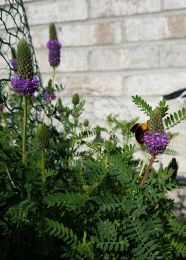 Dalea foliosa